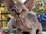 Penelope - Devon Rex Kitten For Sale - 