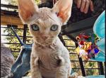 Finch - Devon Rex Kitten For Sale - Spokane&comma; WA&comma; US
