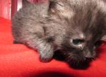 kittens deposit - Ragdoll Kitten For Sale - Beckley&comma; WV&comma; US