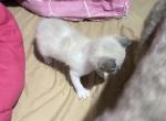 Darbys little girl - Siamese Kitten For Sale - Cushing&comma; TX&comma; US