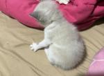 Jazzys baby - Snowshoe Kitten For Sale - Cushing&comma; TX&comma; US