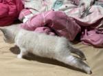 Jazzys baby darling - Manx Kitten For Sale - 