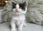 Lloyd - Munchkin Kitten For Sale - Salem&comma; OR&comma; US