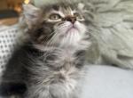 Lilah - Munchkin Kitten For Sale - Salem&comma; OR&comma; US