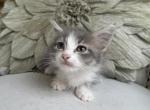 Louise - Munchkin Kitten For Sale - 