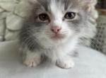 Louise - Munchkin Kitten For Sale - Salem&comma; OR&comma; US