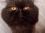 Shadow - Persian Cat For Sale - Fremont&comma; CA&comma; US