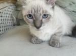 Oliver - Munchkin Kitten For Sale - Salem&comma; OR&comma; US