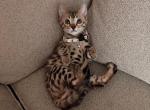 High quality Bengal girl - Bengal Kitten For Sale - 