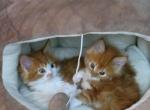 June - Maine Coon Kitten For Sale - Manchester Township&comma; NJ&comma; US