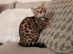High quality Bengal boy - Bengal Kitten For Sale - 
