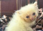 Flame mink - Ragamuffin Kitten For Sale - Williamsport&comma; OH&comma; US
