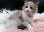 Skye Seal Mink Bicolor Ragdoll kitten - Ragdoll Kitten For Sale - AR&comma; US