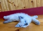 Blueberry Pie - Domestic Kitten For Sale - Mankato&comma; MN&comma; US
