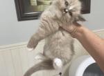 Samantha - Ragdoll Cat For Sale - San Diego&comma; CA&comma; US