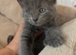 Charlie - Polydactyl Kitten For Sale - Prior Lake&comma; MN&comma; US