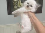 Eva - Ragdoll Kitten For Sale - San Diego&comma; CA&comma; US