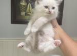 Shauna - Ragdoll Kitten For Sale - San Diego&comma; CA&comma; US