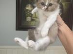 Sandra - Ragdoll Kitten For Sale - San Diego&comma; CA&comma; US