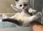 Susan - Ragdoll Kitten For Sale - San Diego&comma; CA&comma; US