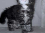 Black tabby boy - Maine Coon Kitten For Sale - Littlefield&comma; AZ&comma; US