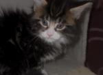 Brown and black and white tabby boy - Maine Coon Kitten For Sale - Littlefield&comma; AZ&comma; US