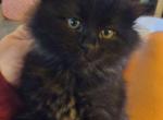 June babies - Domestic Kitten For Sale - Denver&comma; CO&comma; US
