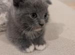 Boy1 - Scottish Fold Kitten For Sale - Belton&comma; SC&comma; US