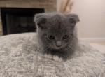 Boy1 - Scottish Fold Kitten For Sale - 