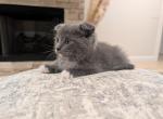 Boy 1 - Ragdoll Kitten For Sale - 