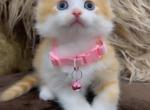 BEAUTIFUL KITTENS - American Longhair Kitten For Sale - 