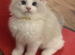 Cheese - Ragdoll Kitten For Sale - 