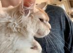 Falco - Maine Coon Kitten For Sale - Redding&comma; CA&comma; US