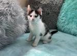 Kittens Male Black & White and Tabby & White - Domestic Kitten For Sale - Steger&comma; IL&comma; US
