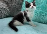 Kittens Male Black & White and Tabby & White - Domestic Kitten For Sale - Steger&comma; IL&comma; US