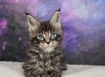 Entei - Maine Coon Kitten For Sale - WA&comma; US