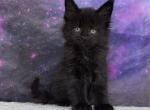 Umbreon - Maine Coon Kitten For Sale - WA&comma; US