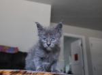 Sylveon - Maine Coon Kitten For Sale - WA&comma; US