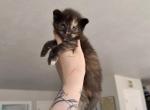 Leafa litter - Maine Coon Kitten For Sale - WA&comma; US