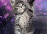 Absol - Maine Coon Kitten For Sale - WA&comma; US