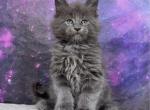 Pok&eacute;mon Litter - Maine Coon Kitten For Sale - WA&comma; US