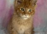 Max - Maine Coon Kitten For Sale - Dresden&comma; OH&comma; US