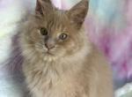 Haze - Maine Coon Kitten For Sale - Dresden&comma; OH&comma; US