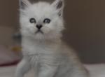 Shaded kittens - Maine Coon Kitten For Sale - Palm Beach&comma; FL&comma; US