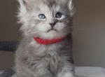 Black smoke babies - Maine Coon Kitten For Sale - Palm Beach&comma; FL&comma; US