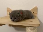 Buttercup - British Shorthair Kitten For Sale - Puyallup&comma; WA&comma; US