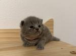 Bubbles - British Shorthair Kitten For Sale - Puyallup&comma; WA&comma; US