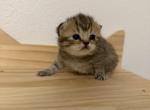 Blossom - British Shorthair Kitten For Sale - Puyallup&comma; WA&comma; US