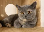 Gracie - British Shorthair Cat For Sale/Retired Breeding - Puyallup&comma; WA&comma; US