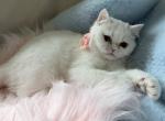 Exotic shorthair white ready to go - Exotic Kitten For Sale - Orlando&comma; FL&comma; US